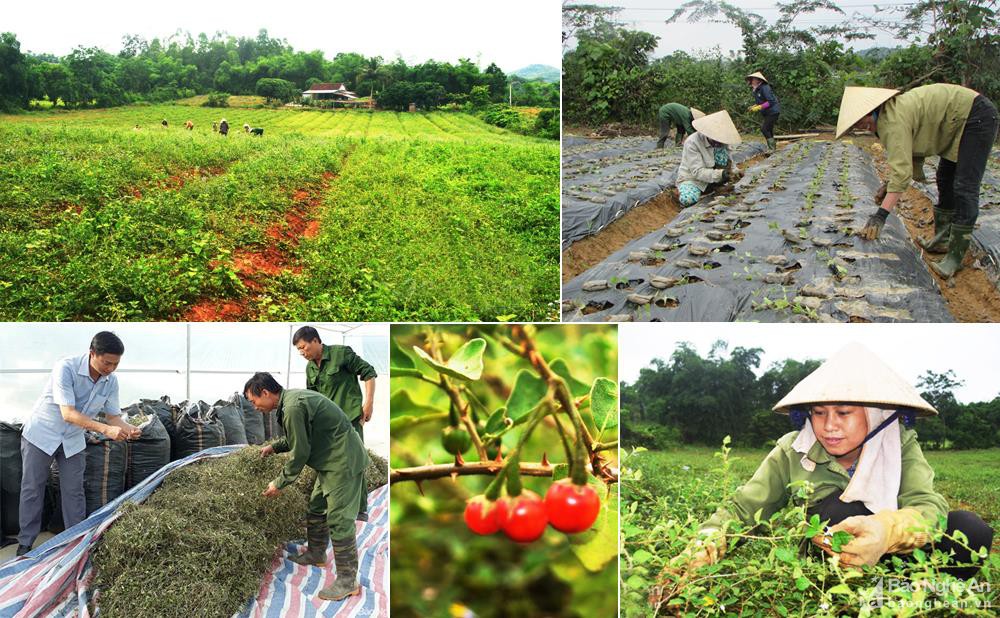 Nguồn lực văn hóa và phát triển cộng đồng:  Một tiếp cận nhân học (Kỳ I)